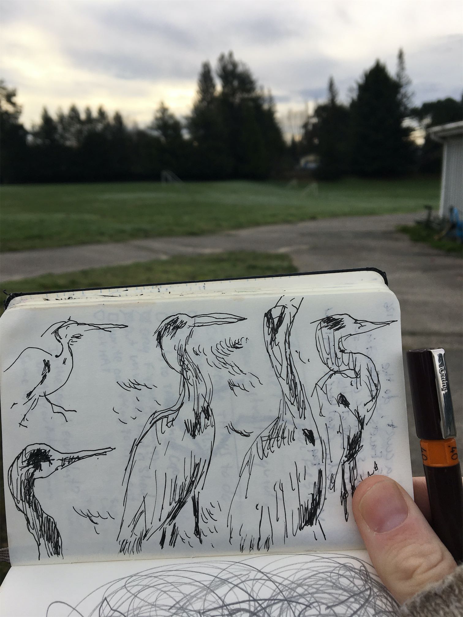 Photo of a hand holding a sketchbook, containing drawings of a bird